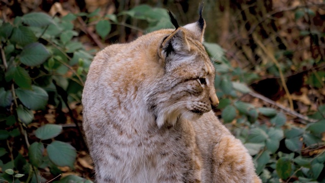 近距离的山猫视频素材