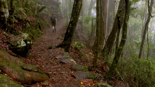 徒步旅行在雾蒙蒙的澳大利亚雨林视频素材