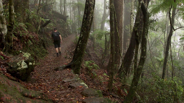 徒步旅行在雾蒙蒙的澳大利亚雨林视频素材