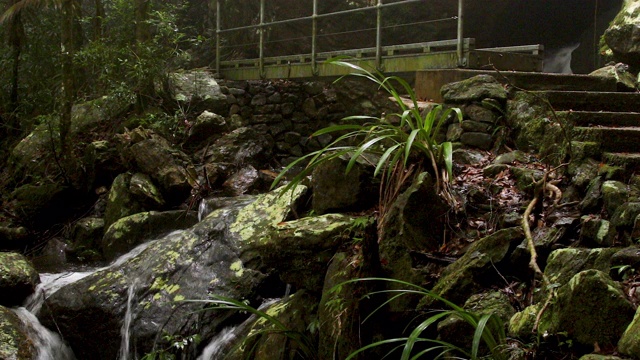 缩小拍摄美丽的徒步旅行路线在迷雾中的澳大利亚热带雨林视频素材