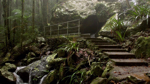 美丽的徒步旅行路线在迷雾中的澳大利亚热带雨林视频素材