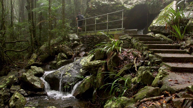 在朦胧的澳大利亚雨林徒步旅行视频素材