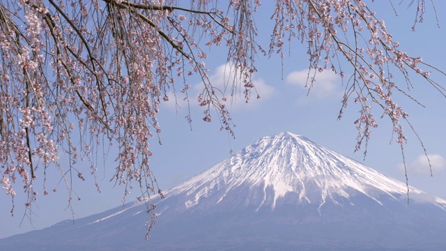 哭泣的樱花下的富士山视频素材