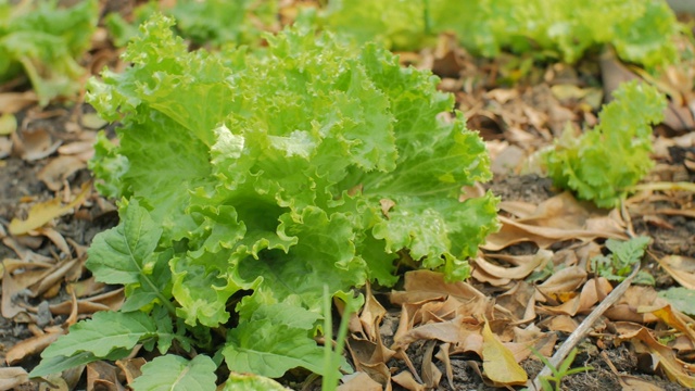 靠近菜园里的沙拉蔬菜视频下载