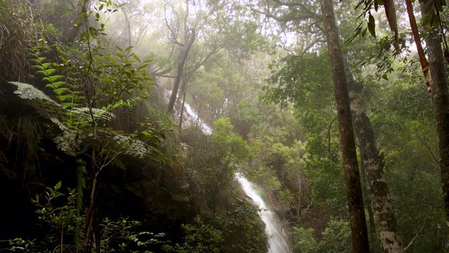 美丽的瀑布在郁郁葱葱的澳大利亚雨林视频素材