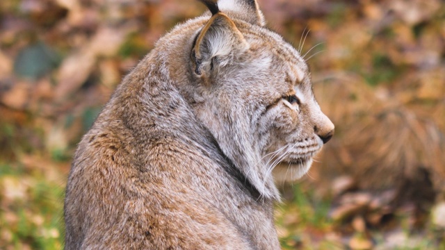 近距离的山猫视频素材