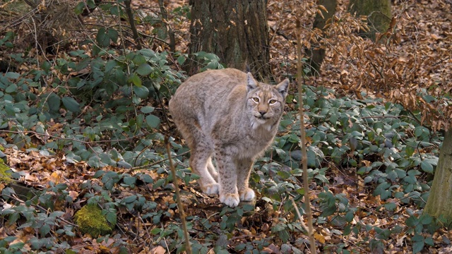 近距离的山猫视频素材