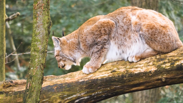 近距离的山猫视频素材