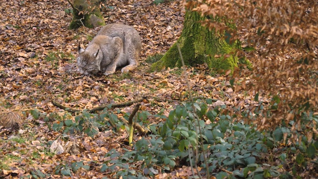 近距离的山猫视频素材