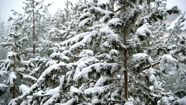 针叶林冬天下雪。轻柔的圣诞清晨，雪花缓缓飘落。视频的背景视频素材