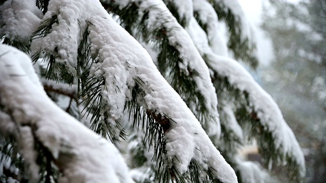 针叶林冬天下雪。轻柔的圣诞清晨，雪花缓缓飘落。视频的背景视频素材