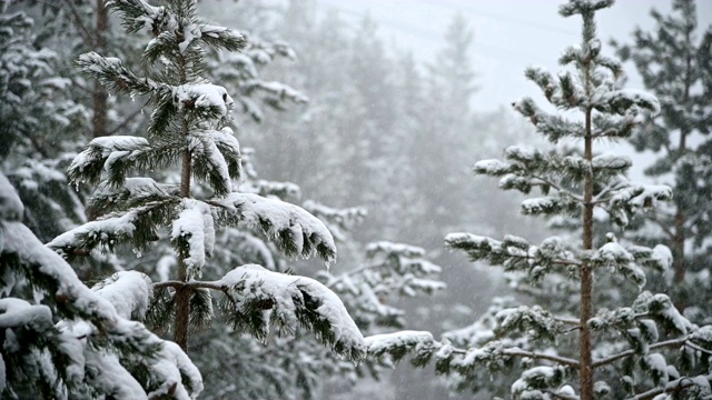 针叶林冬天下雪。轻柔的圣诞清晨，雪花缓缓飘落。视频的背景视频素材