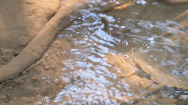 池塘溜冰者的水黾在白天的水面上停留和移动，发现在瀑布的区域视频素材