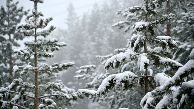 针叶林冬天下雪。轻柔的圣诞清晨，雪花缓缓飘落。视频的背景视频素材