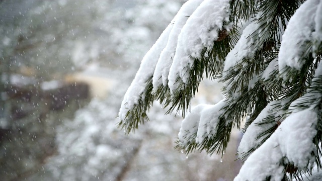 针叶林冬天下雪。轻柔的圣诞清晨，雪花缓缓飘落。视频的背景视频素材