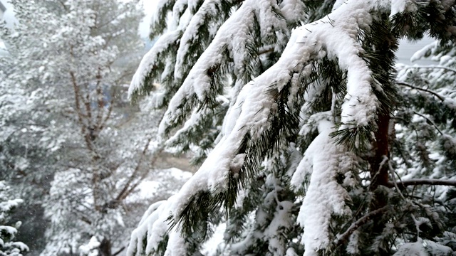 针叶林冬天下雪。轻柔的圣诞清晨，雪花缓缓飘落。视频的背景视频素材