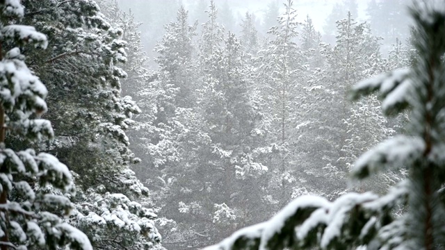 针叶林冬天下雪。轻柔的圣诞清晨，雪花缓缓飘落。视频的背景视频素材