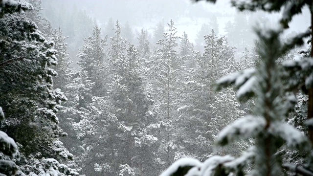 针叶林冬天下雪。轻柔的圣诞清晨，雪花缓缓飘落。视频的背景视频素材