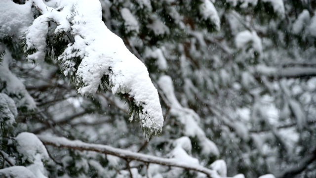 针叶林冬天下雪。轻柔的圣诞清晨，雪花缓缓飘落。视频的背景视频素材