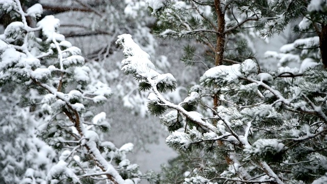 针叶林冬天下雪。轻柔的圣诞清晨，雪花缓缓飘落。视频的背景视频素材