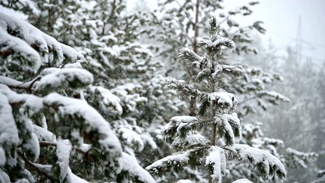 针叶林冬天下雪。轻柔的圣诞清晨，雪花缓缓飘落。视频的背景视频素材