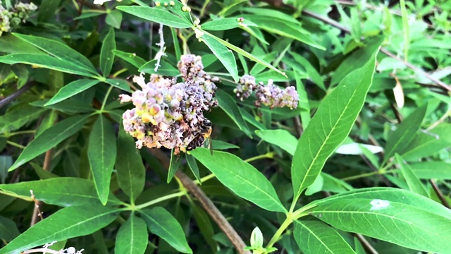 给花上的蜜蜂授粉并尾随其后。慢动作镜头。视频素材