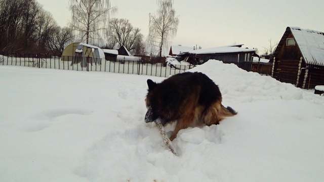 德国牧羊犬视频素材