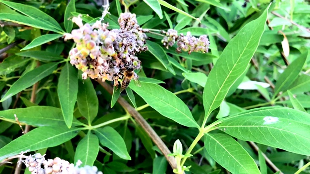 给花上的蜜蜂授粉视频素材