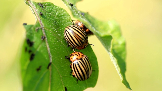科罗拉多甲虫吃土豆叶子视频下载