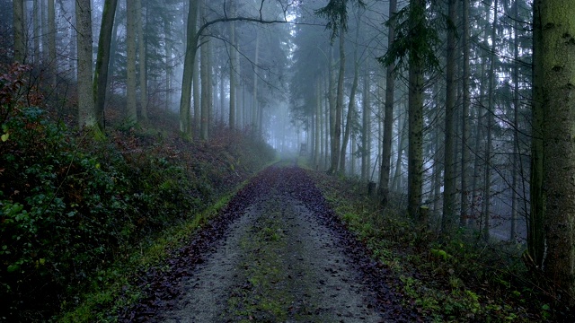 森林小径，Walldürn, Baden-Württemberg，德国视频素材