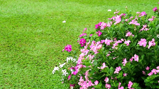 粉红色白色的马达加斯加长春花，玫瑰长春花和花园里的绿色草视频素材