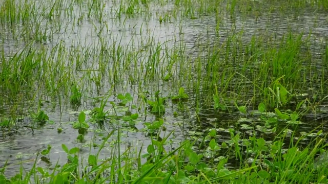 雨中淹地视频素材