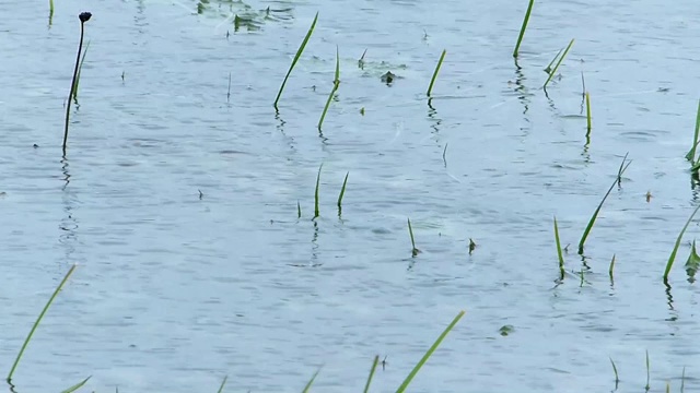 雨中淹地视频素材