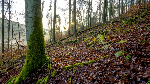 阳光森林，Walldürn, Baden-Württemberg，德国视频素材