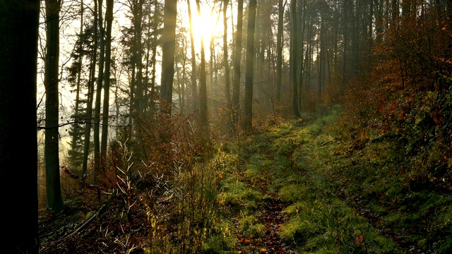 阳光森林小径，Walldürn, Baden-Württemberg，德国视频素材