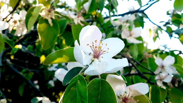 春天的树与白花杏花在一个分支的背景，在日落的天空与每日的光与太阳耀斑视频素材