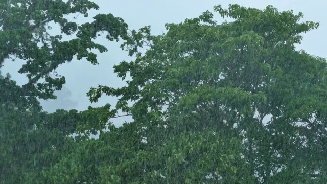 倾盆大雨落在树上。加拉加斯,委内瑞拉视频素材