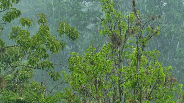 倾盆大雨落在树上。加拉加斯,委内瑞拉视频素材