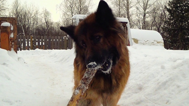 在雪中玩棍子的德国牧羊犬视频素材