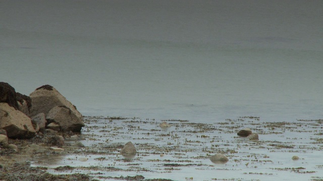 漂浮在水中的海藻和淤泥视频素材