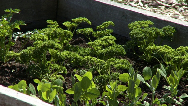 花园里的欧芹和罗勒视频素材