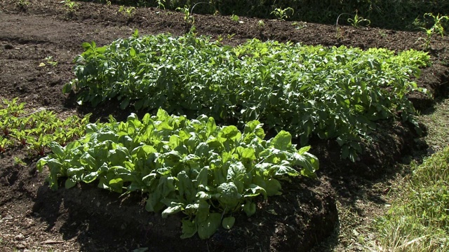 花园里的莴苣和甜菜根视频素材