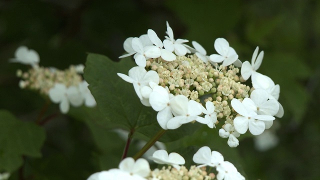 华丽的荚蒾Opulus花视频素材