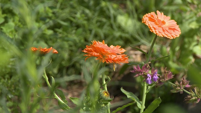 橙色的菊花视频素材