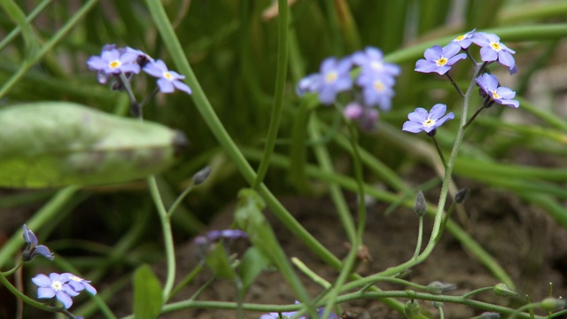 勿忘我草Alpestris花视频素材