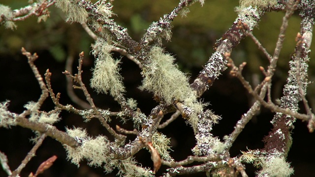 树枝上地衣的细节视频素材