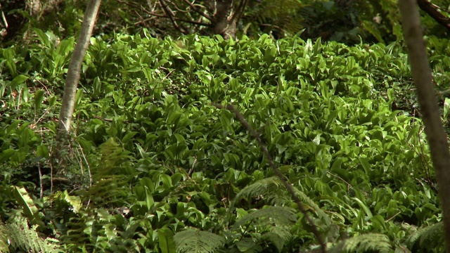 森林地面上的绿色植物视频素材