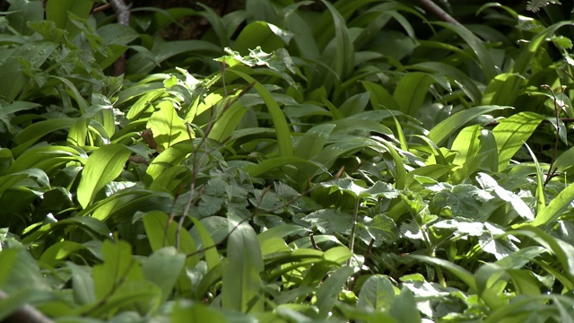 郁郁葱葱的绿色植物视频素材