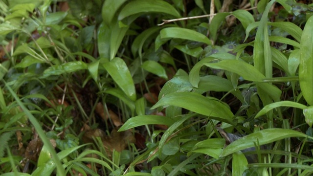 从地里收割绿色植物的人视频素材