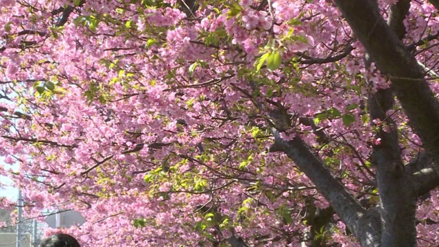 日本川崎的一排视频素材